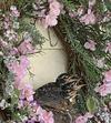 Young Robins About to Fledge Wreath Nest