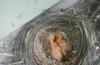 Robin Baby Hatchlings