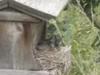 Baby Robins in nest built on bird feeder