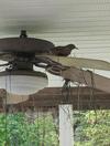 Robin building nest on ceiling fan