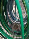 Robin Nest on Garden Hose