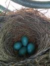 Four Blue Robin Eggs in Nest