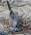 Dove Squabs being Fed