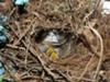 wren nest in wreath