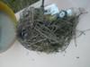 Full Nest on Top of Propane Tank