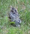 Baby Robin in my Yard