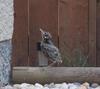 Young Robin Not Ready to Fly