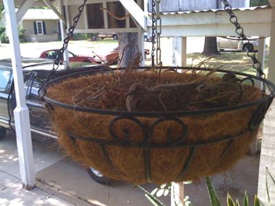 Maybe They Can Fly Already?