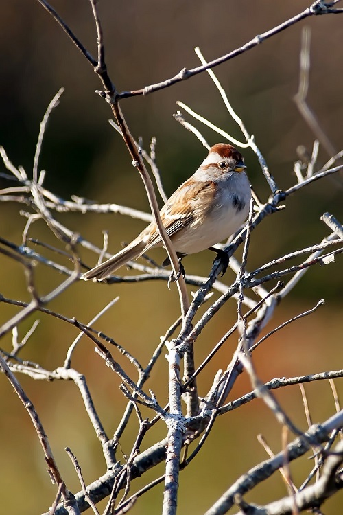 tree sparrow
