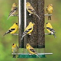 triple tube 2 in 1 feeder