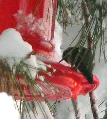 hummingbird feeding with snow all around