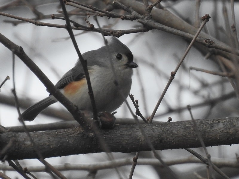 Tufted-Titmouse With Seed on Branch
