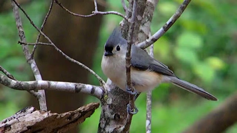 Tufted-Titmouse on Branch