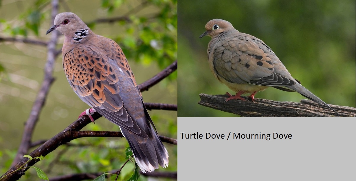 side-by-side comparison of both birds
