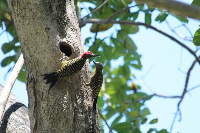 adult-woodpecker pair at cavity in tree.