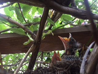 two baby robins in nest