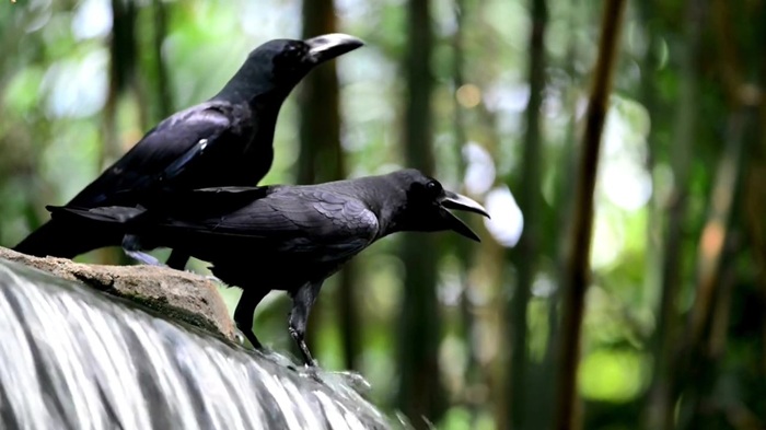 crows at waterfall