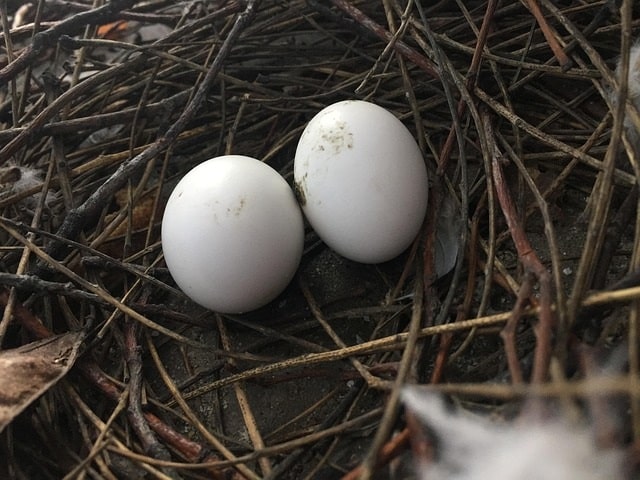 two white bird eggs.