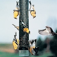 upside down finch feeder