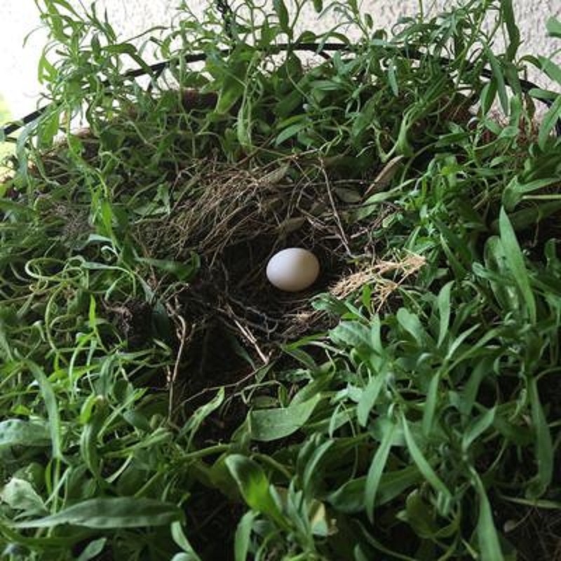 dove egg inside a hanging plant basket