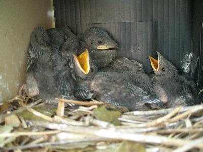 Baby Purple Martins