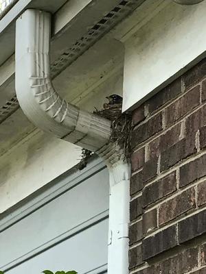 Robin Nest on Downspout
