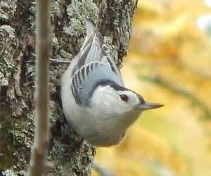 White-breasted Nuthatch Coming Down Tree Head First
