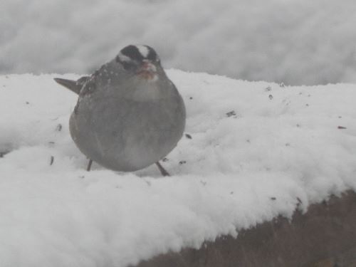 white crowned sparrow in snow