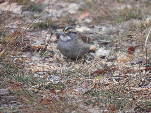 White-throated Sparrow Searching for Seeds on the Ground