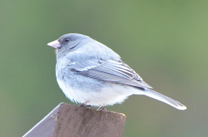 White-winged Junco