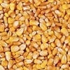 whole corn for game birds