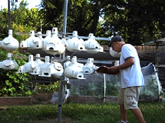 checking purple martin gourds for nest check and recording progress