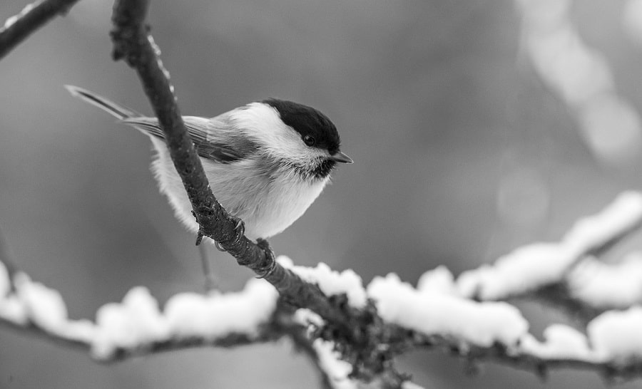 How Do Birds Find Food in the Winter? The Secrets of Survival