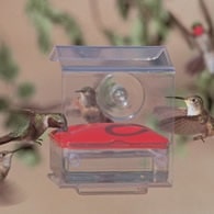 window hummingbird feeder