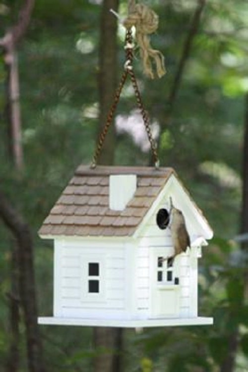 wren at birdhouse with stick