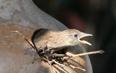 wren leaving gourd birdhouse
