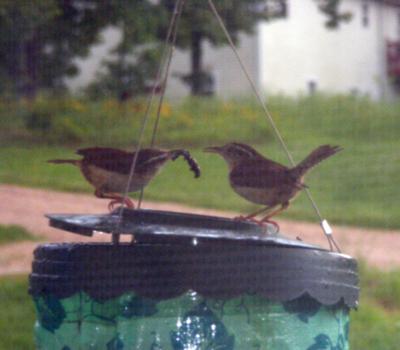 Mom and Dad Wren at feeding time