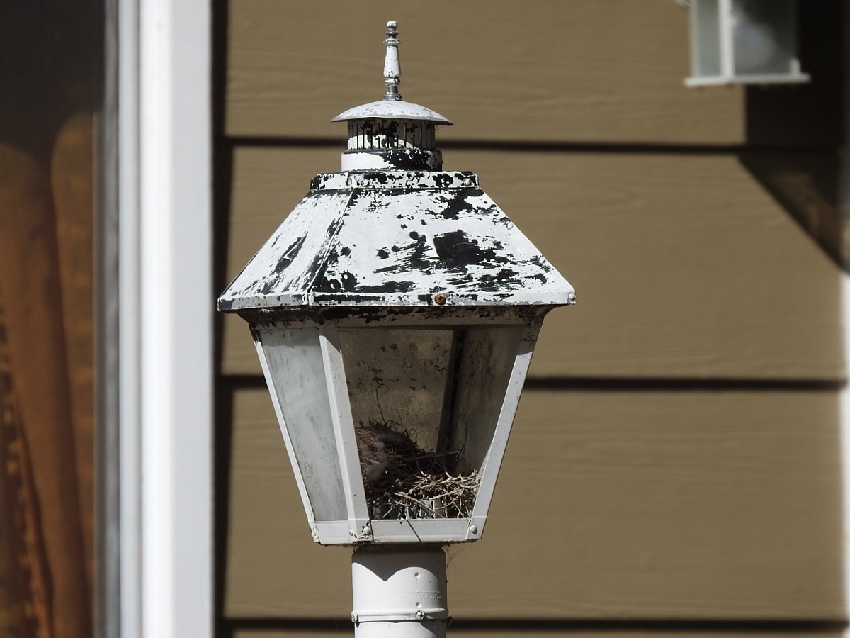 wren nest in lamppost