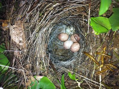 Wren eggs and one cowbird egg