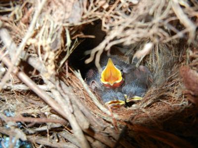 baby wren in door wreath