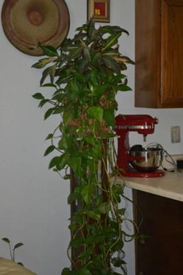 Plant with nest in it