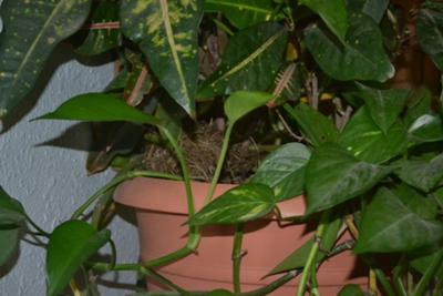 Closeup showing nest in plant