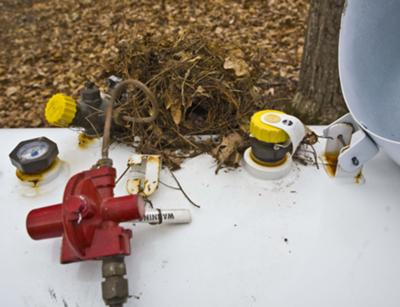 wren nest built on top of a propane tank