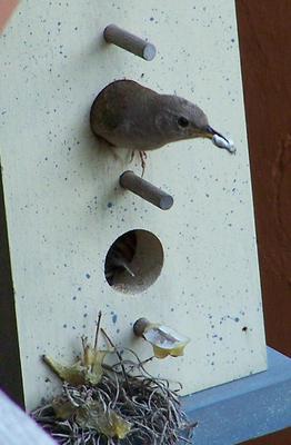 Wren Removing Fecal Sac From Birdhouse