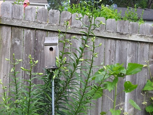bluebird house with wren nest