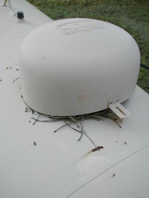 Nest Under Propane Tank Lid