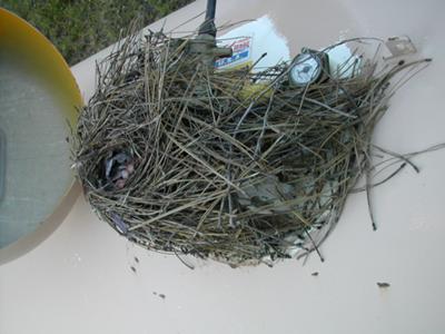 Full Nest on Top of Propane Tank