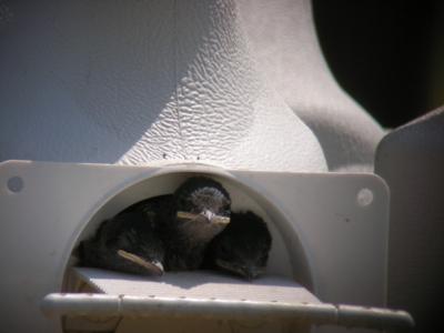 Baby Purple Martin Peeking Out From Gourd