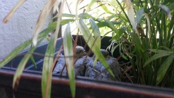 two baby doves sitting in planter nest