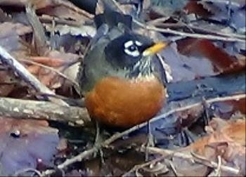 american robins habits what they eat where they nest american robins habits what they eat where they nest